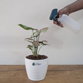 Syngonium Strawberry milk, with 5.5 inches white decor pot
